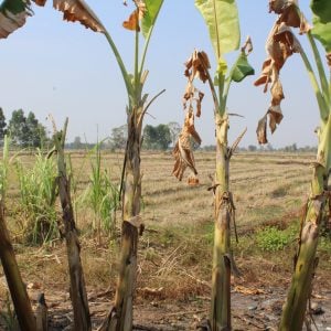 Crops wither in Cambodia drought